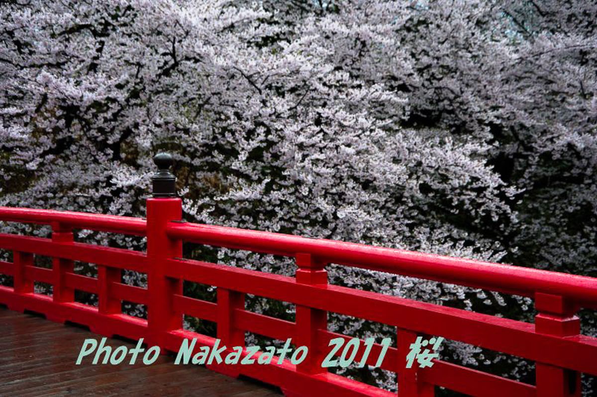 弘前城の桜